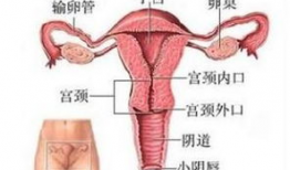 女人阴道视频,阴道视频解析